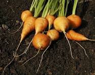 pomme Pomme de terre